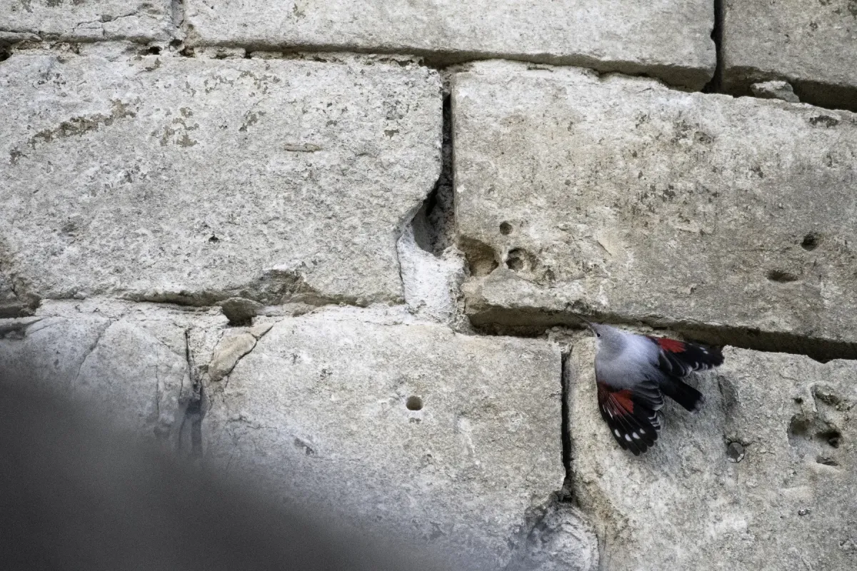 File:Wallcreeper (Tichodroma muraria) 2023.jpg