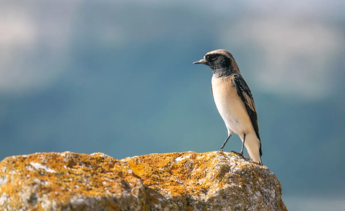 File:Eastern black-eared wheatear (Oenanthe melanoleuca) 2019.jpg