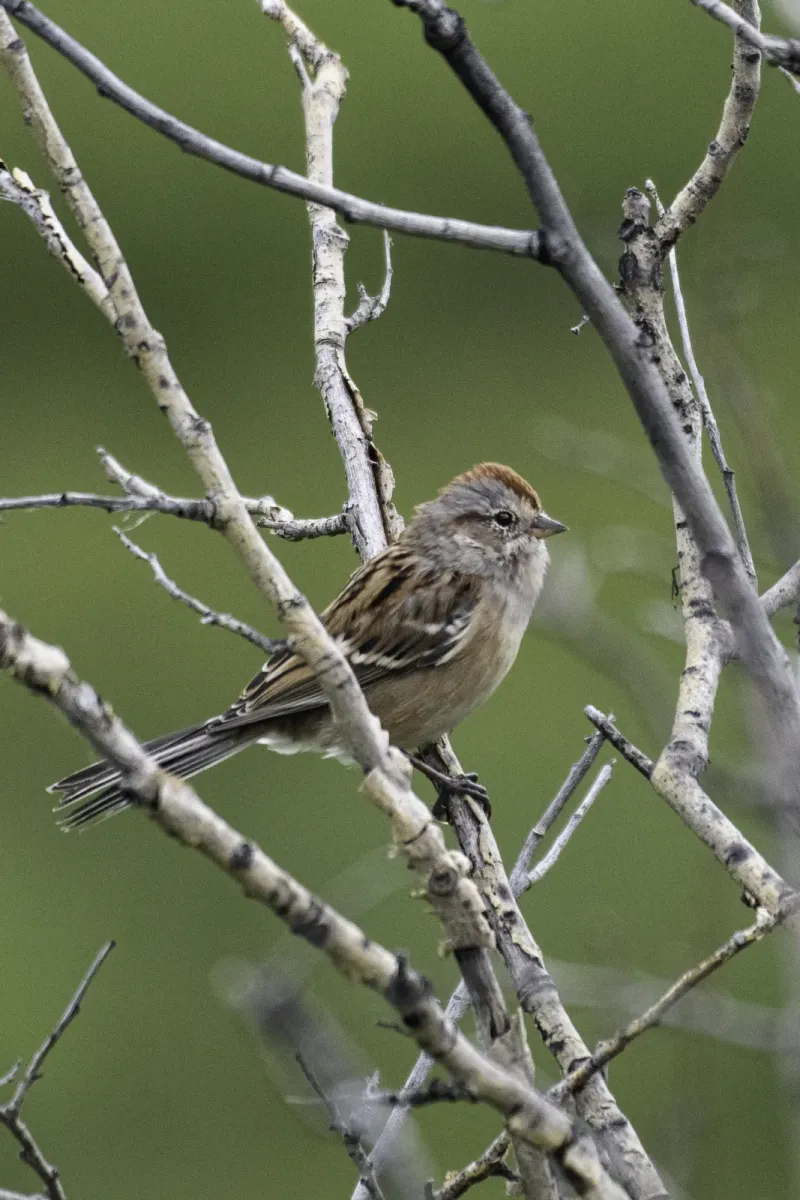 File:American tree sparrow (Spizelloides arborea) 2023.jpg