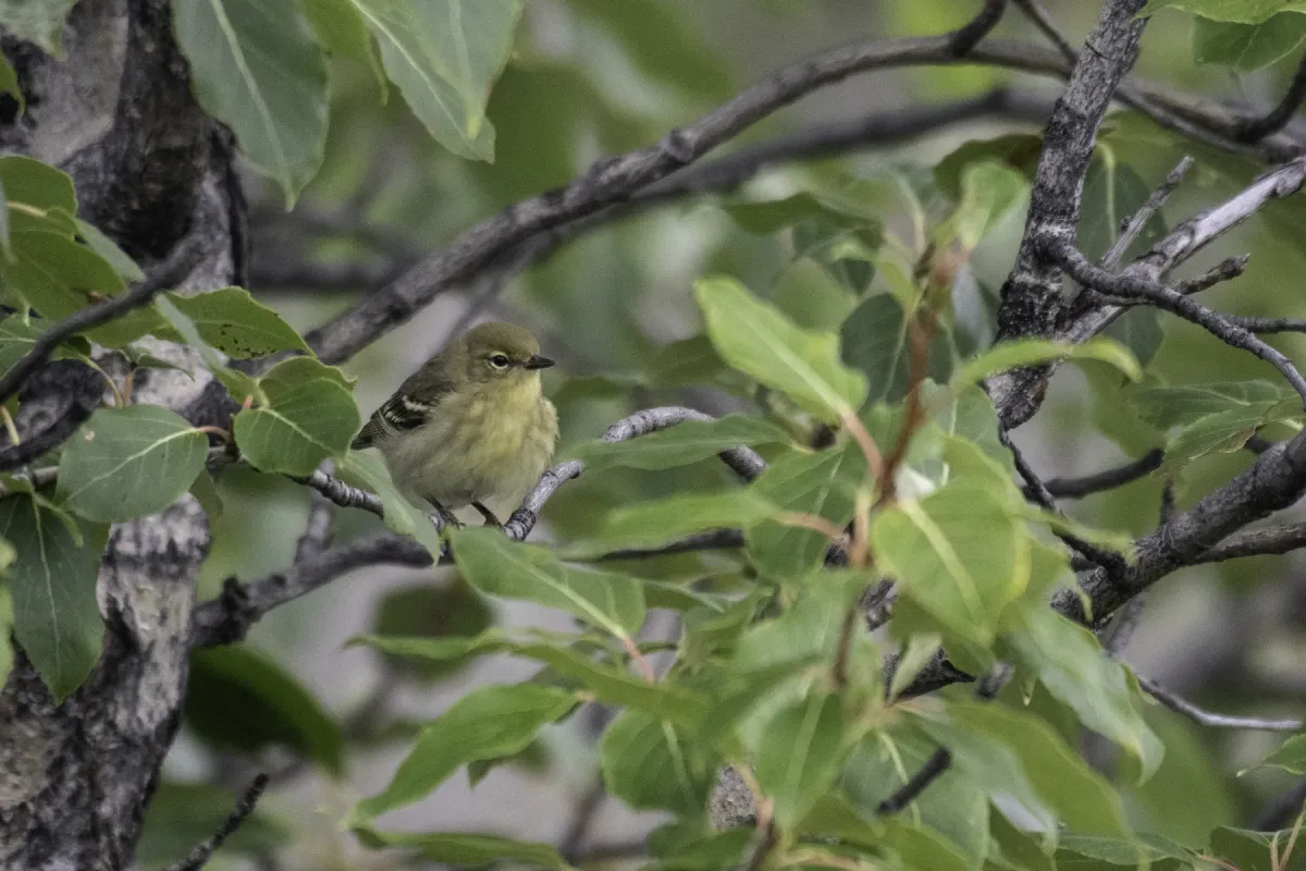 File:Blackpoll warbler (Setophaga striata) 2023.jpg