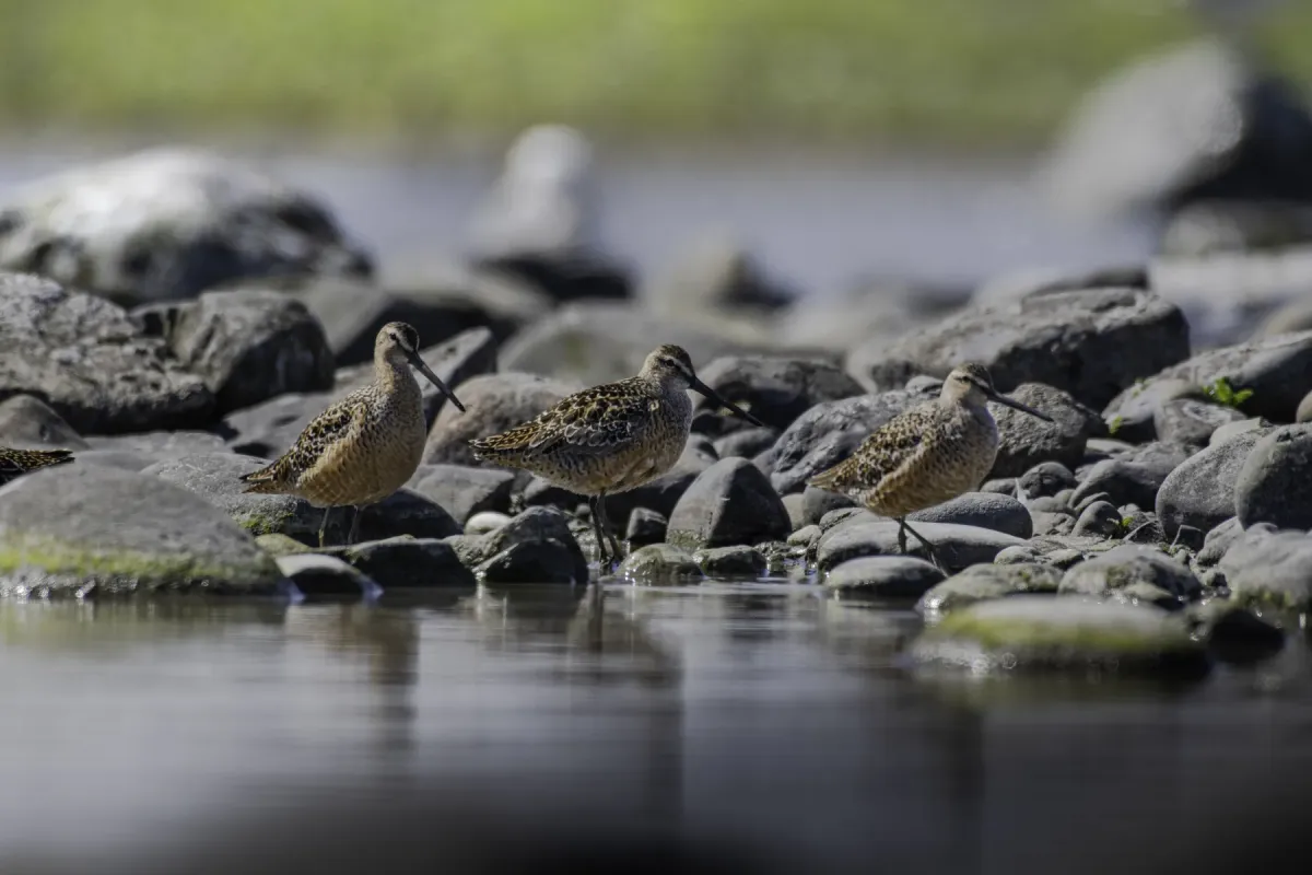 File:Long-billed dowitcher (Limnodromus scolopaceus) 2023.jpg