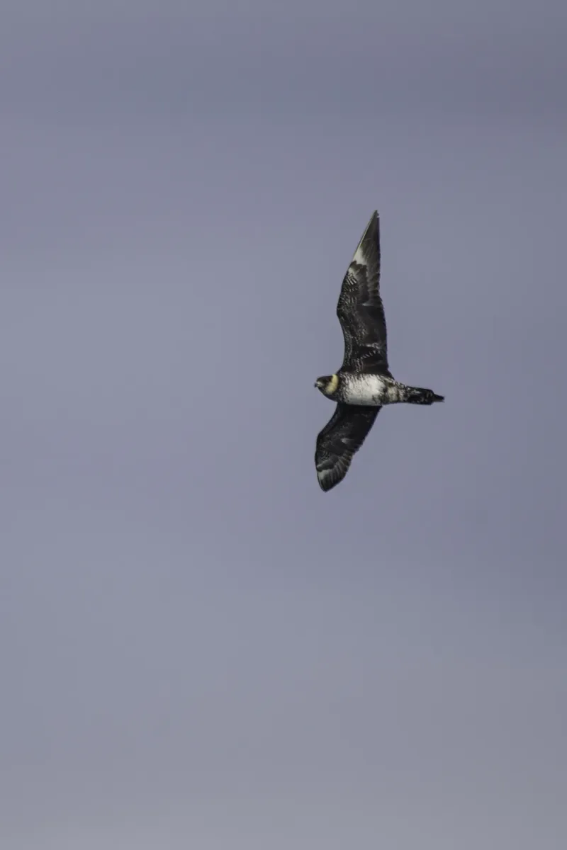 File:Pomarine jaeger (Stercorarius pomarinus) 2023.jpg