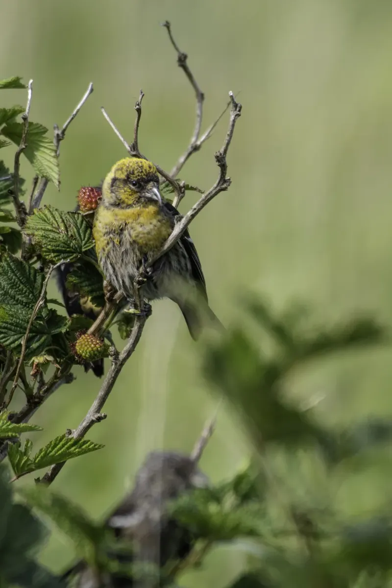 File:Two-barred crossbill (Loxia leucoptera) 2023 01.jpg