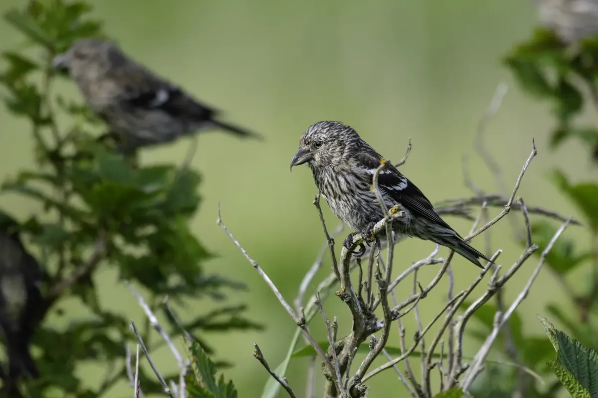 File:Two-barred crossbill (Loxia leucoptera) 2023 2.jpg