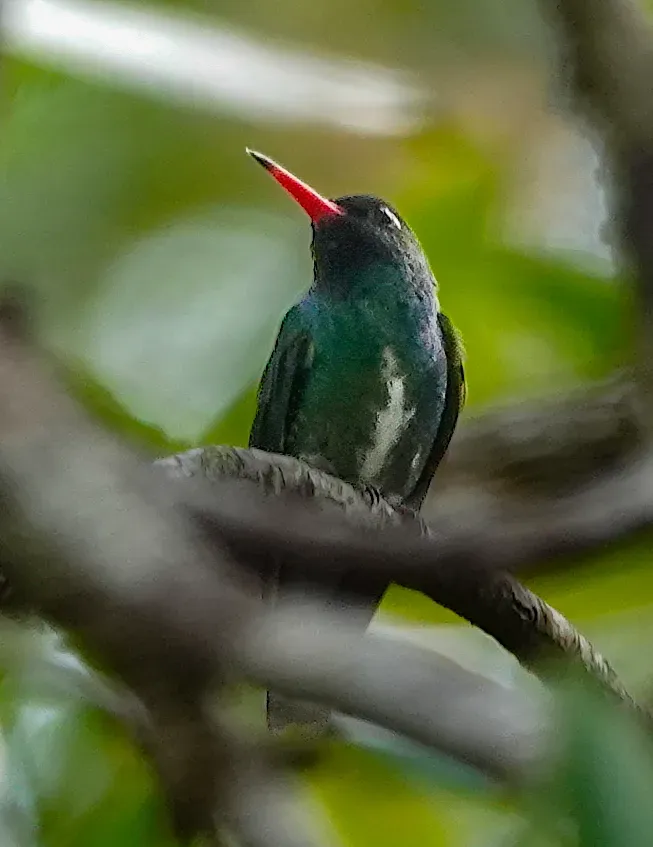 File:Chrysuronia humboldtii Humboldt's Sapphire; Chocó, Colombia.jpg
