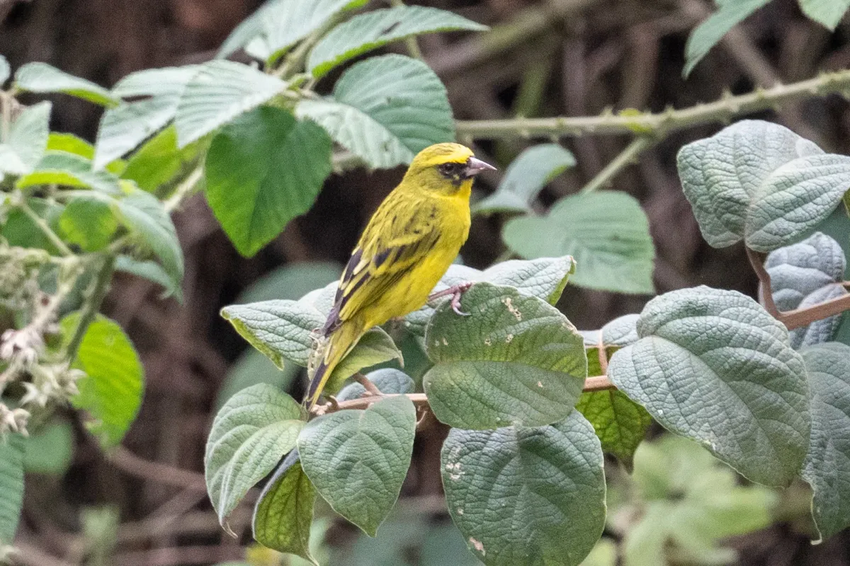 File:Crithagra frontalis in Rwanda 441688162.jpg
