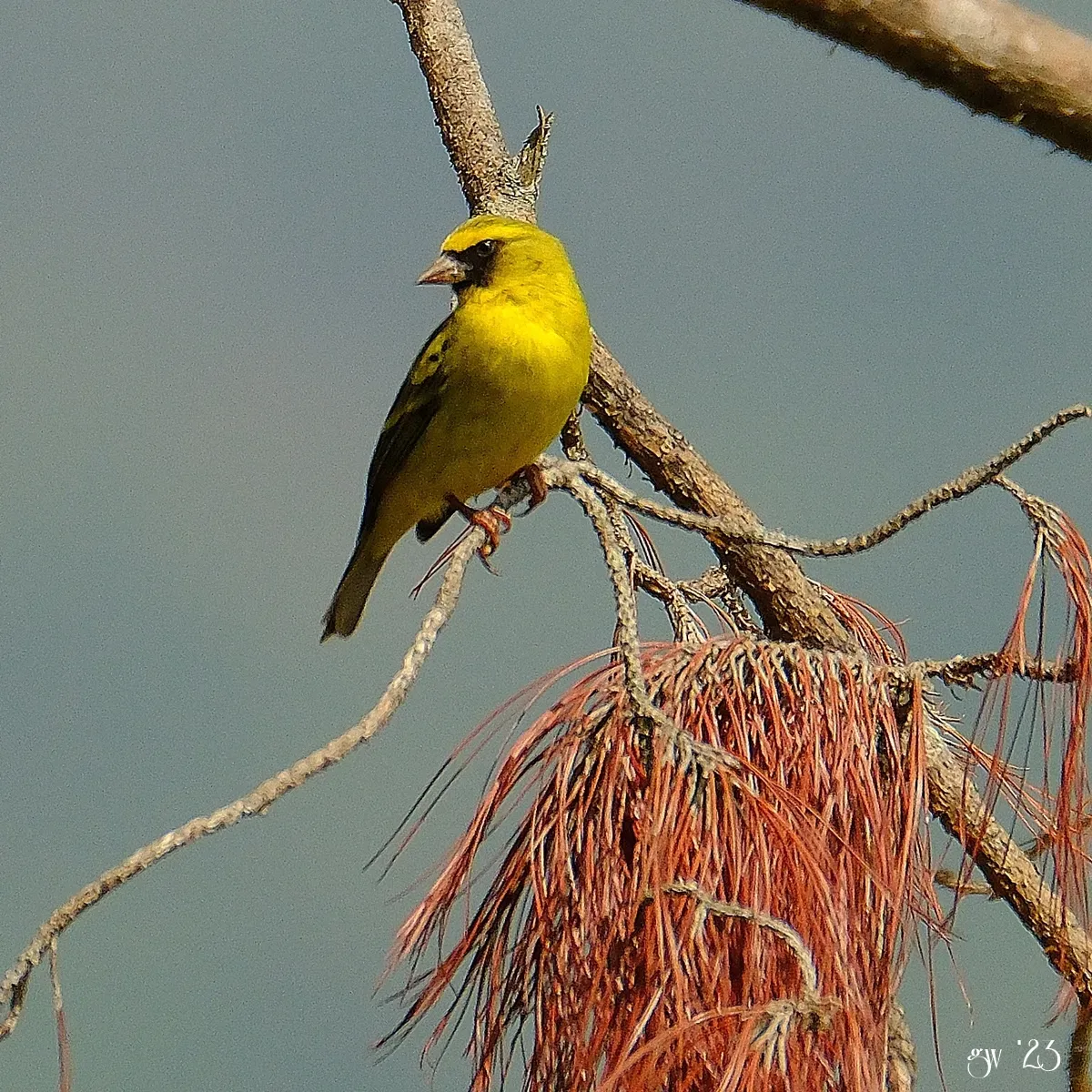 File:Crithagra frontalis in Uganda 346225304.jpg