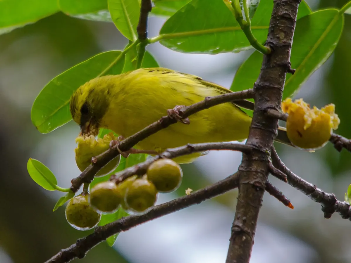 File:Crithagra frontalis in Uganda 64954485.jpg