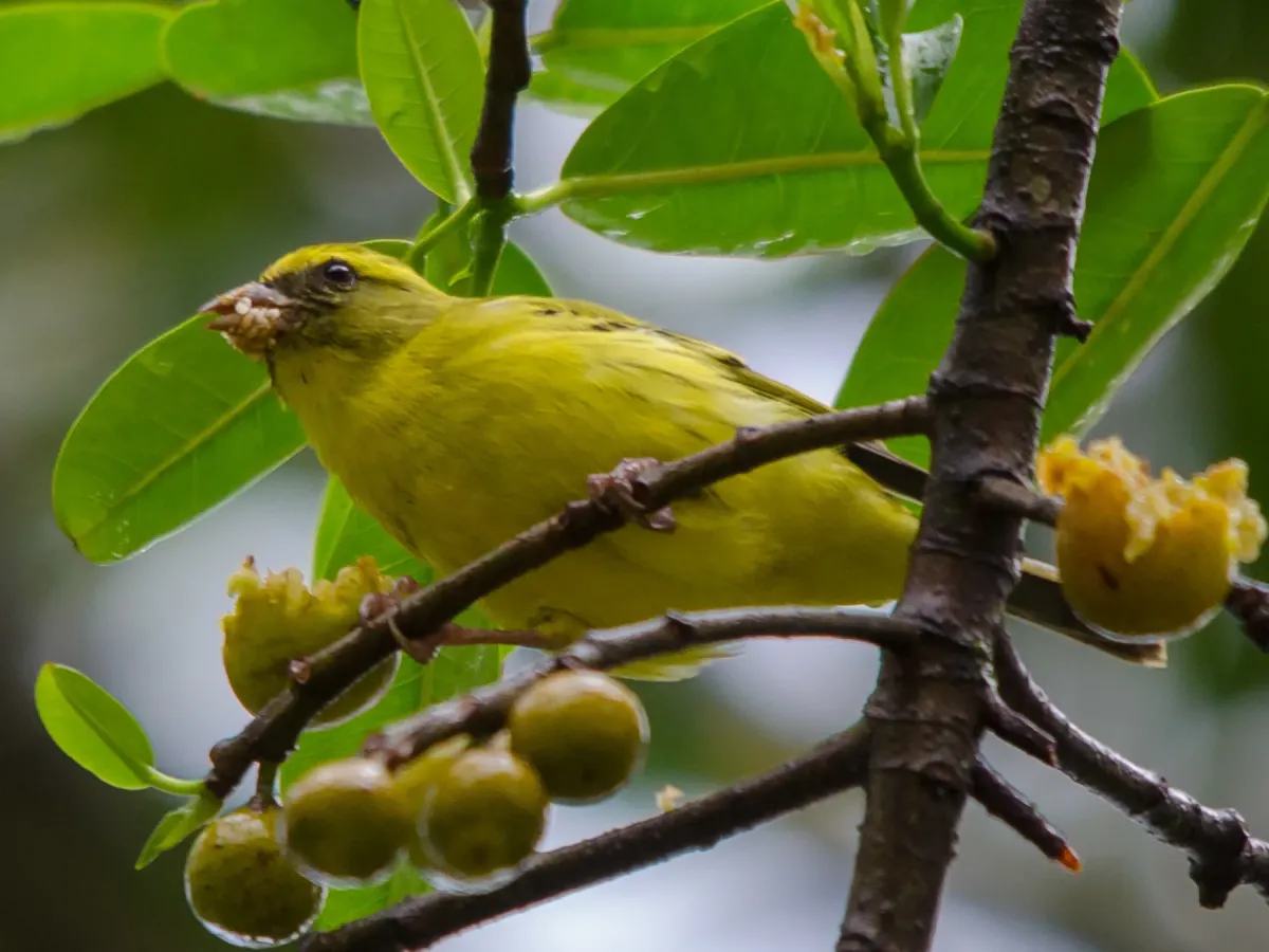 File:Crithagra frontalis in Uganda 64954473.jpg