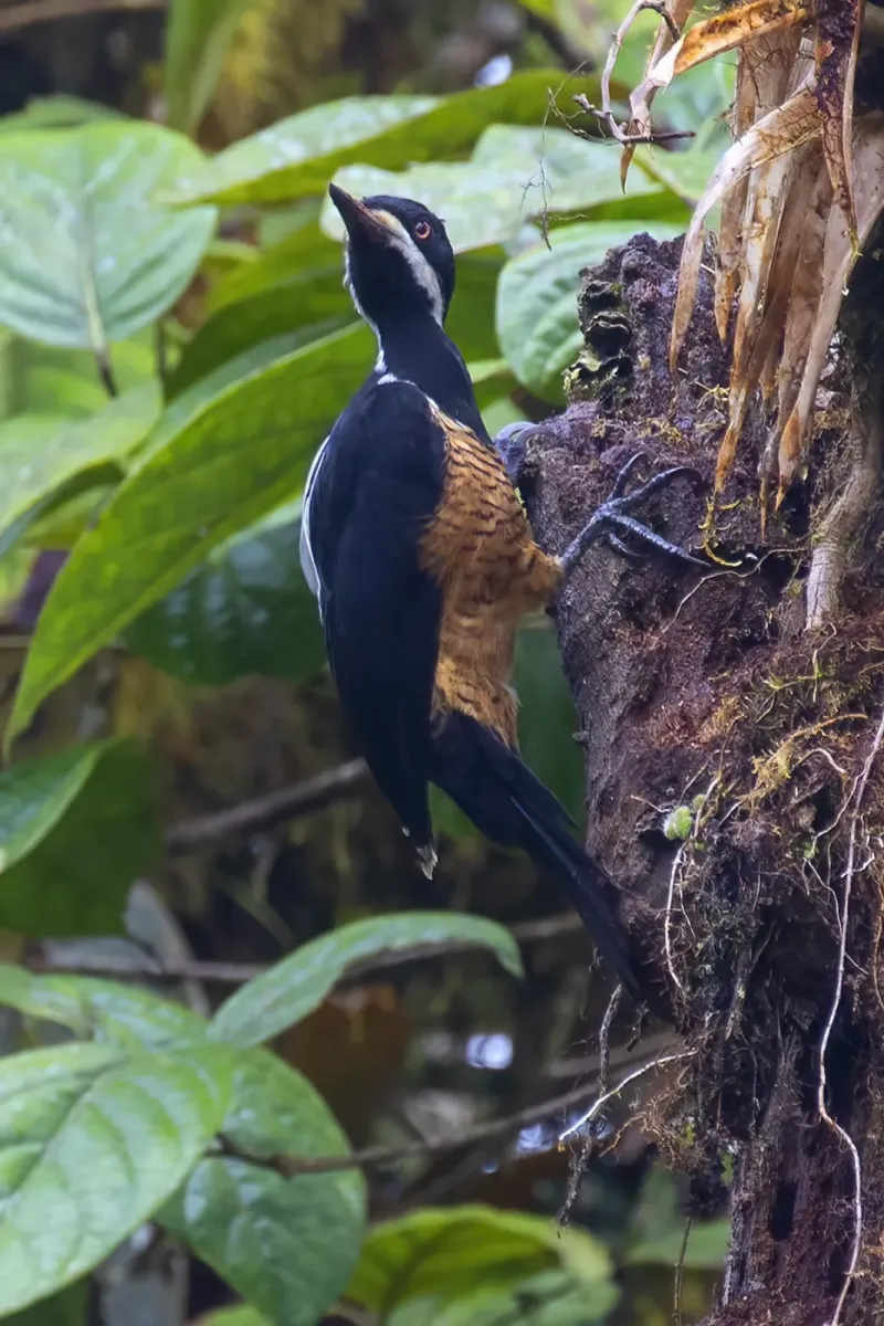 File:Campephilus pollens 478475920.jpg