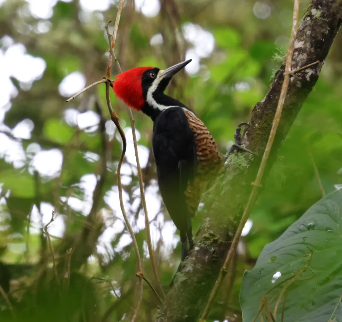 File:Campephilus pollens 459315525.jpg