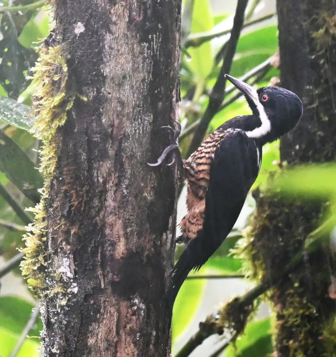 File:Campephilus pollens 259588334.jpg