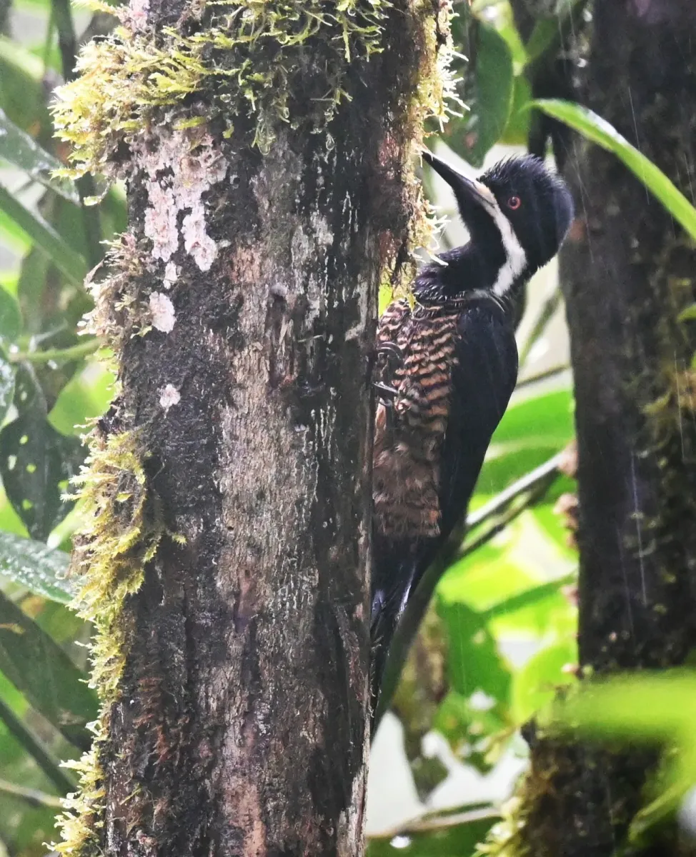 File:Campephilus pollens 259588337.jpg