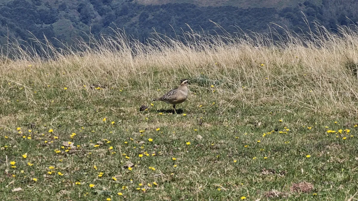 File:Txirri lepokoduna, 'Eudromias morinellus' 01.jpg