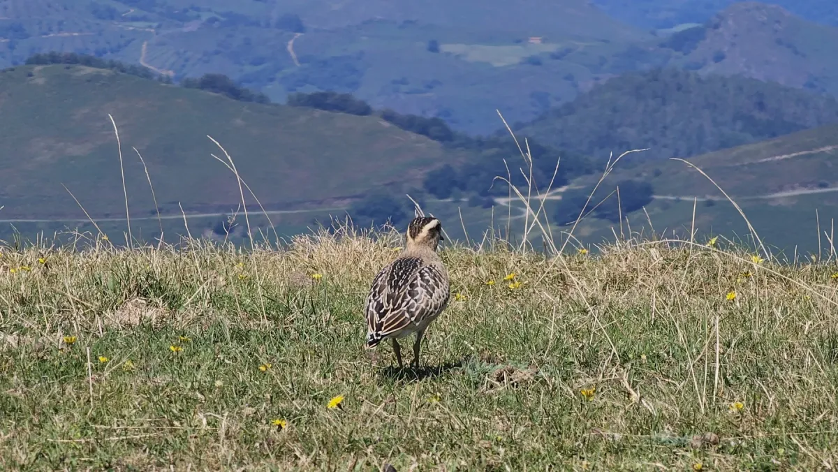 File:Txirri lepokoduna, 'Eudromias morinellus' 03.jpg