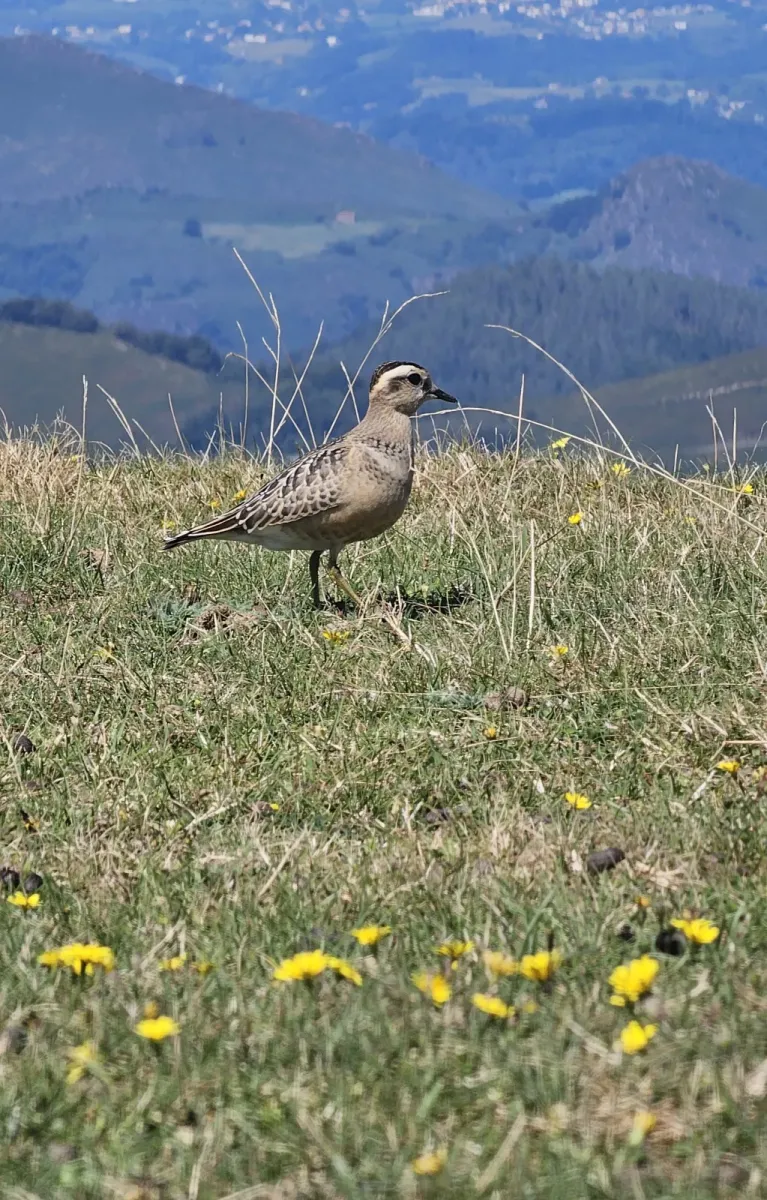 File:Txirri lepokoduna, 'Eudromias morinellus' 05.jpg