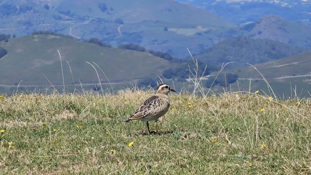 File:Txirri lepokoduna, 'Eudromias morinellus' 04.jpg