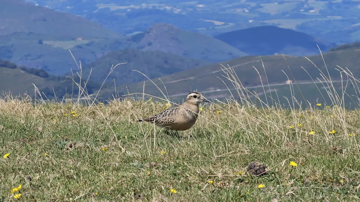 File:Txirri lepokoduna, 'Eudromias morinellus' 06.jpg
