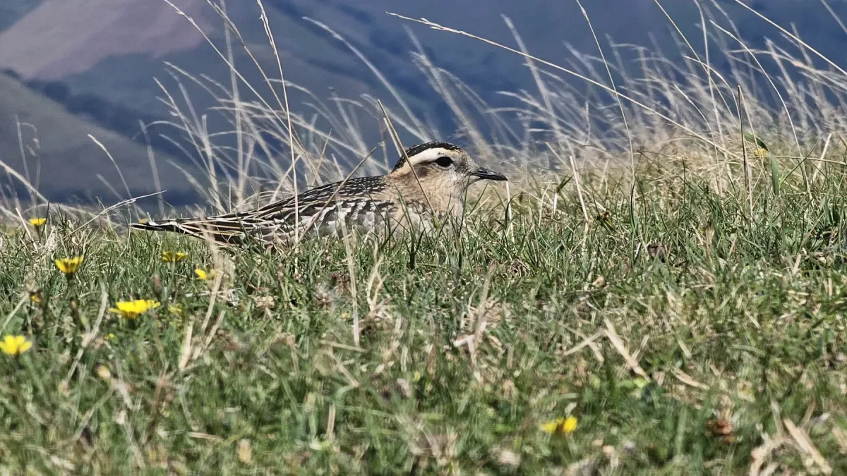 File:Txirri lepokoduna, 'Eudromias morinellus' 09.jpg