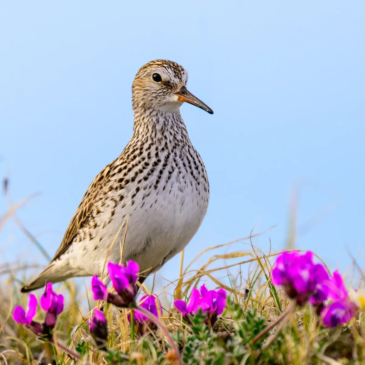 File:White-rumped Sandpiper (Calidris fuscicollis) 02.jpg