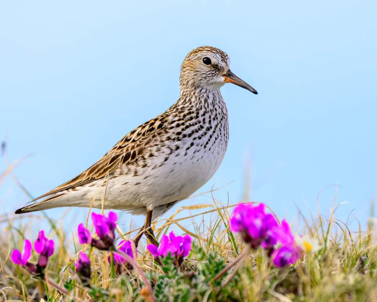 File:White-rumped Sandpiper (Calidris fuscicollis) 01.jpg