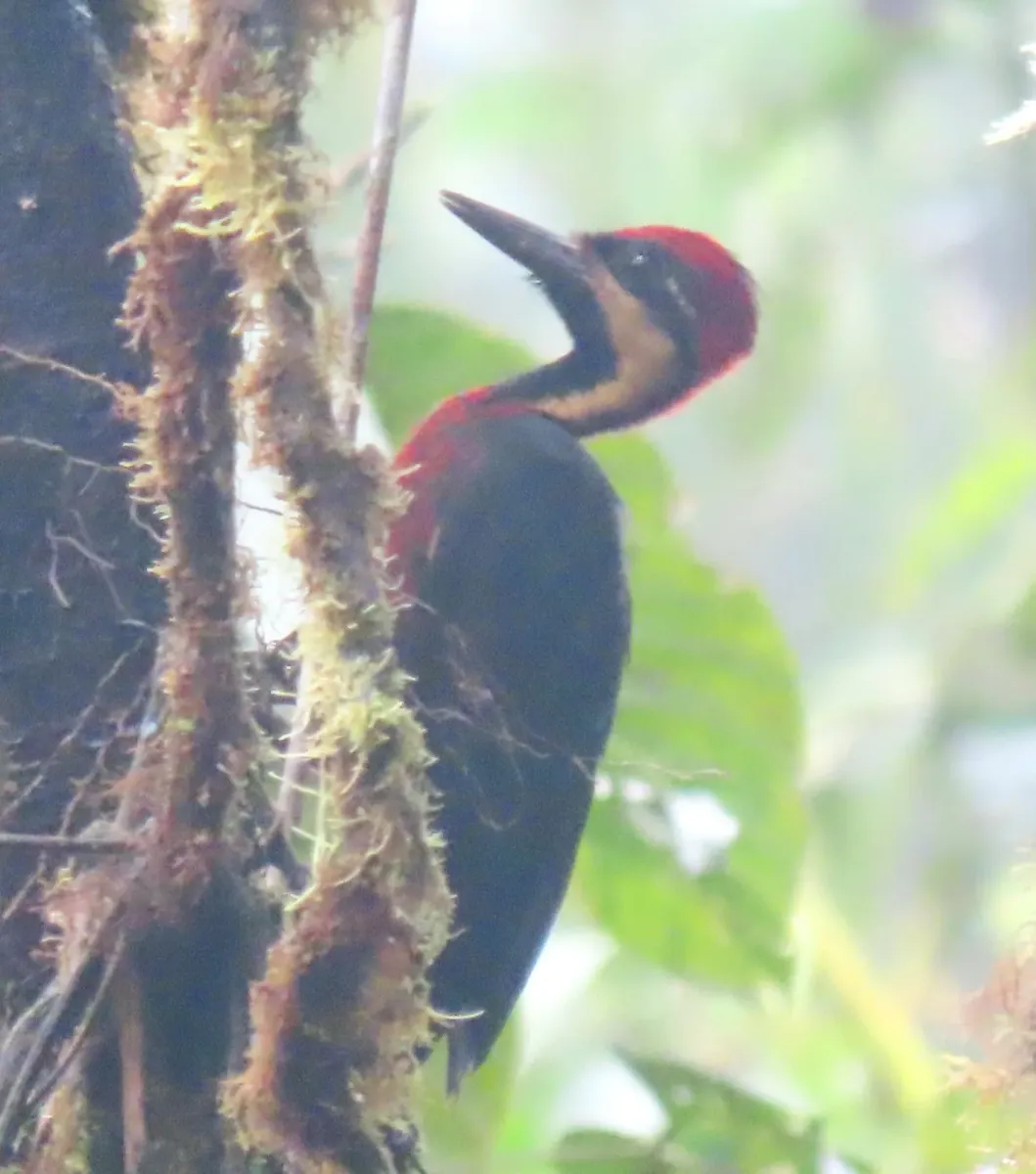 File:Campephilus haematogaster 180830934.jpg