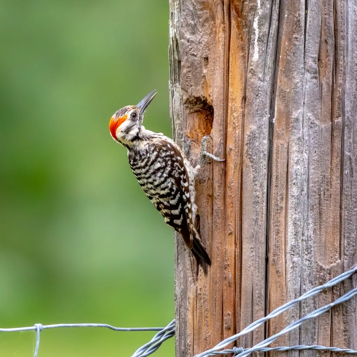 File:Dryobates scalaris 532131322.jpg