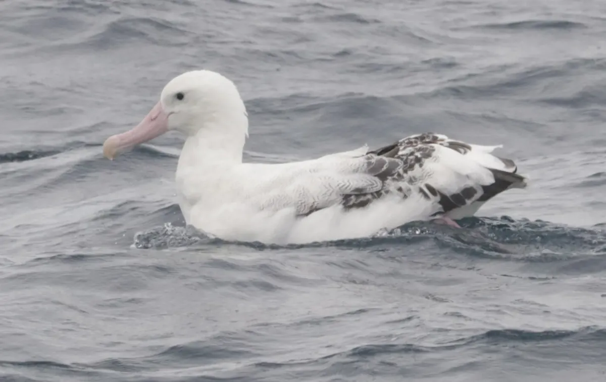 File:Diomedea dabbenena swimming.jpg