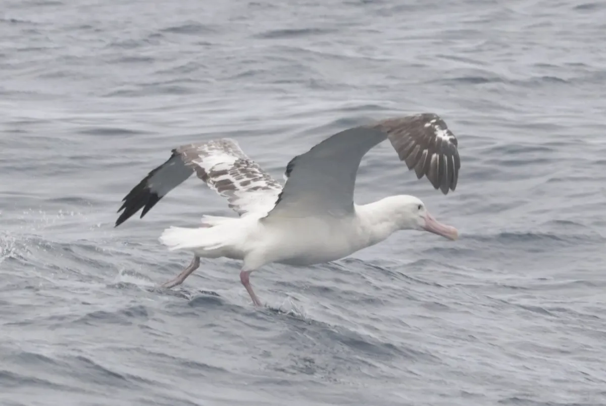 File:Diomedea dabbenena taking off.jpg