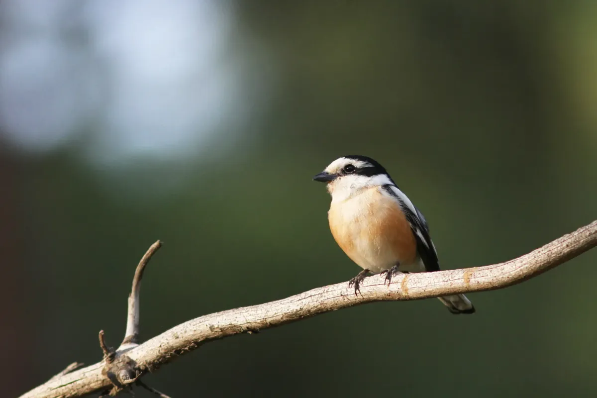 File:Maskerklauwier - Masked Shrike - Lanius nubicus 02.jpg