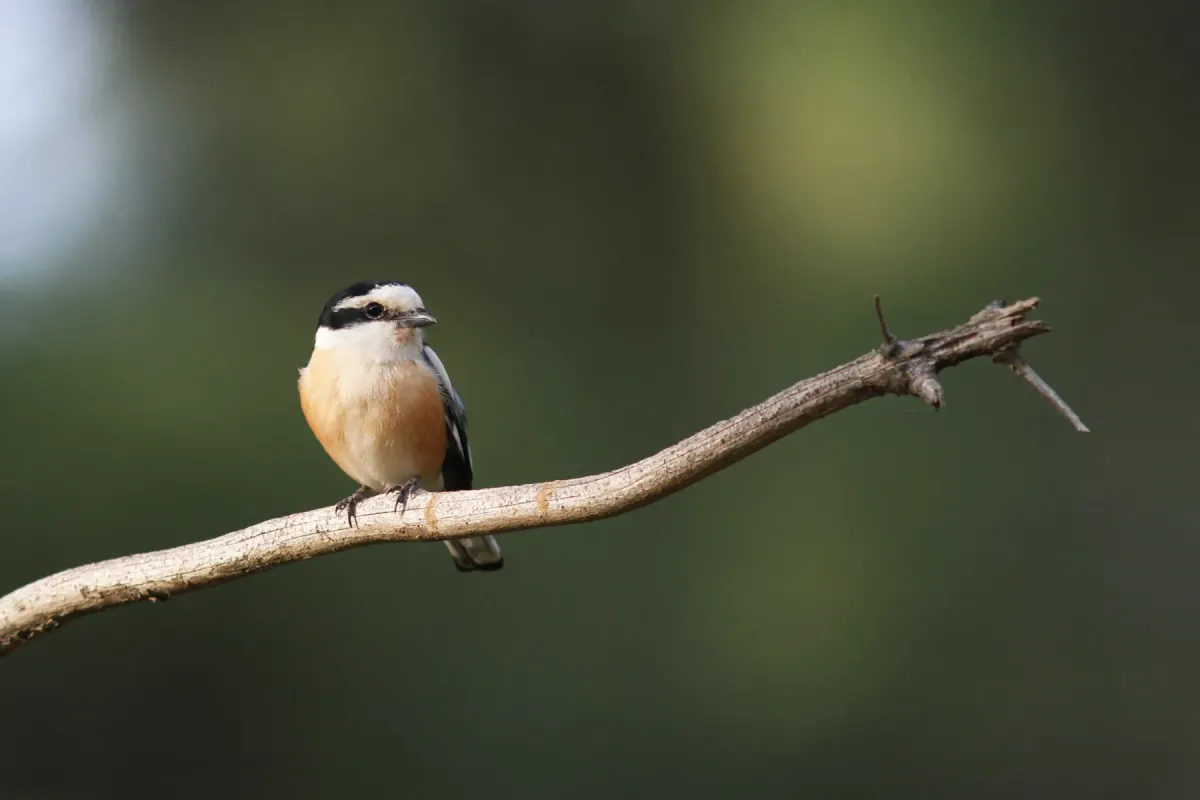 File:Maskerklauwier - Masked Shrike - Lanius nubicus.jpg