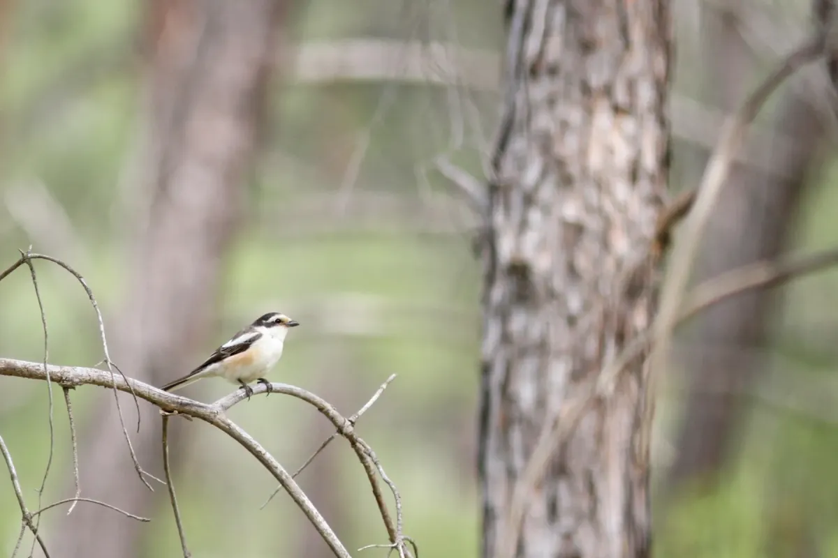 File:Maskerklauwier - Masked Shrike - Lanius nubicus 03.jpg