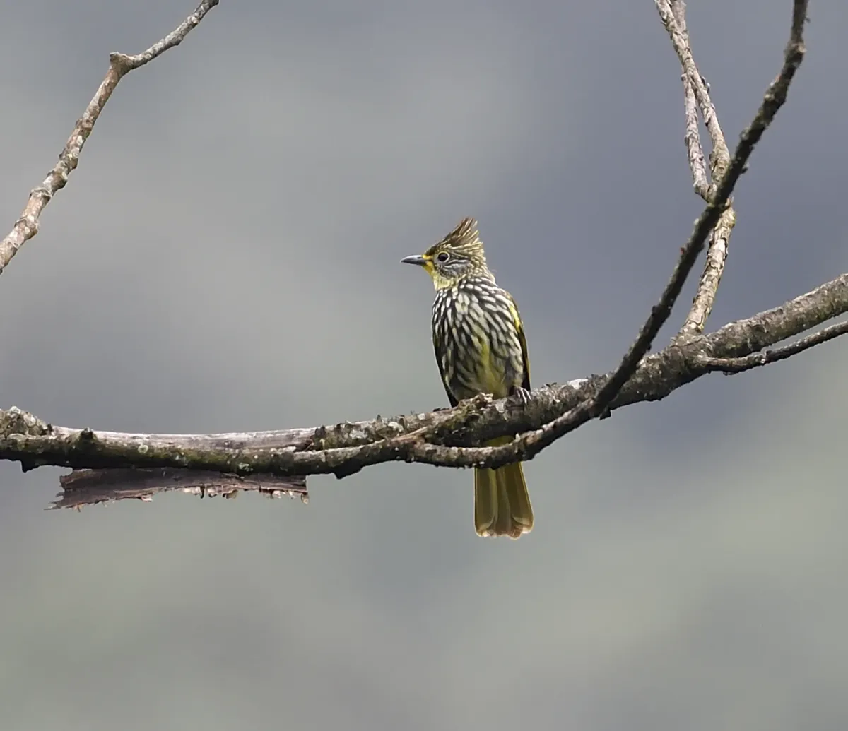 File:Alcurus striatus (10.3897-BDJ.12.e133721) Figure 7.jpg