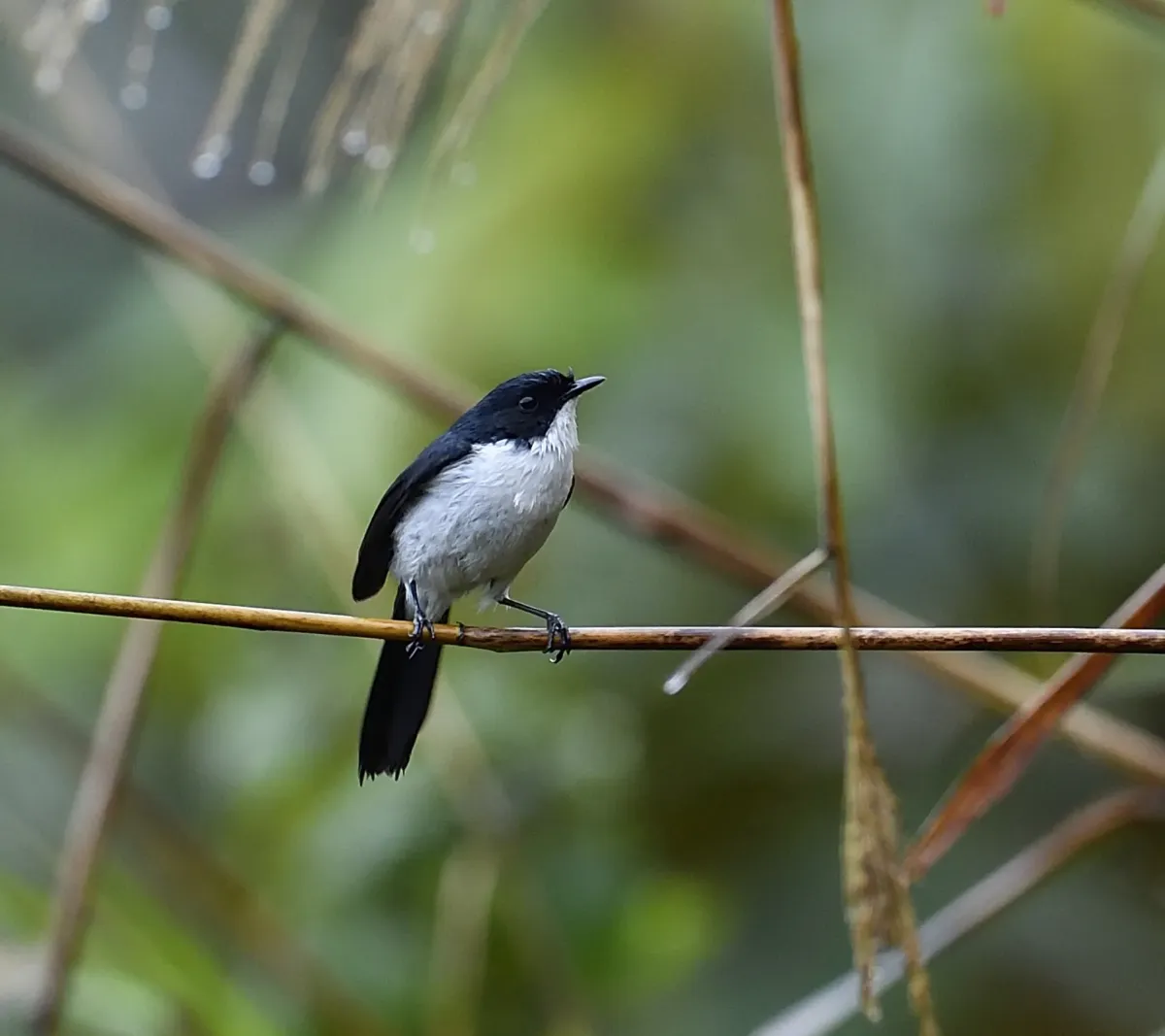 File:Saxicola jerdoni (10.3897-BDJ.12.e133721) Figure 9.jpg