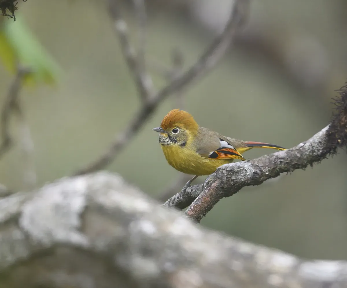 File:Actinodura strigula (10.3897-BDJ.12.e133721) Figure 12.jpg