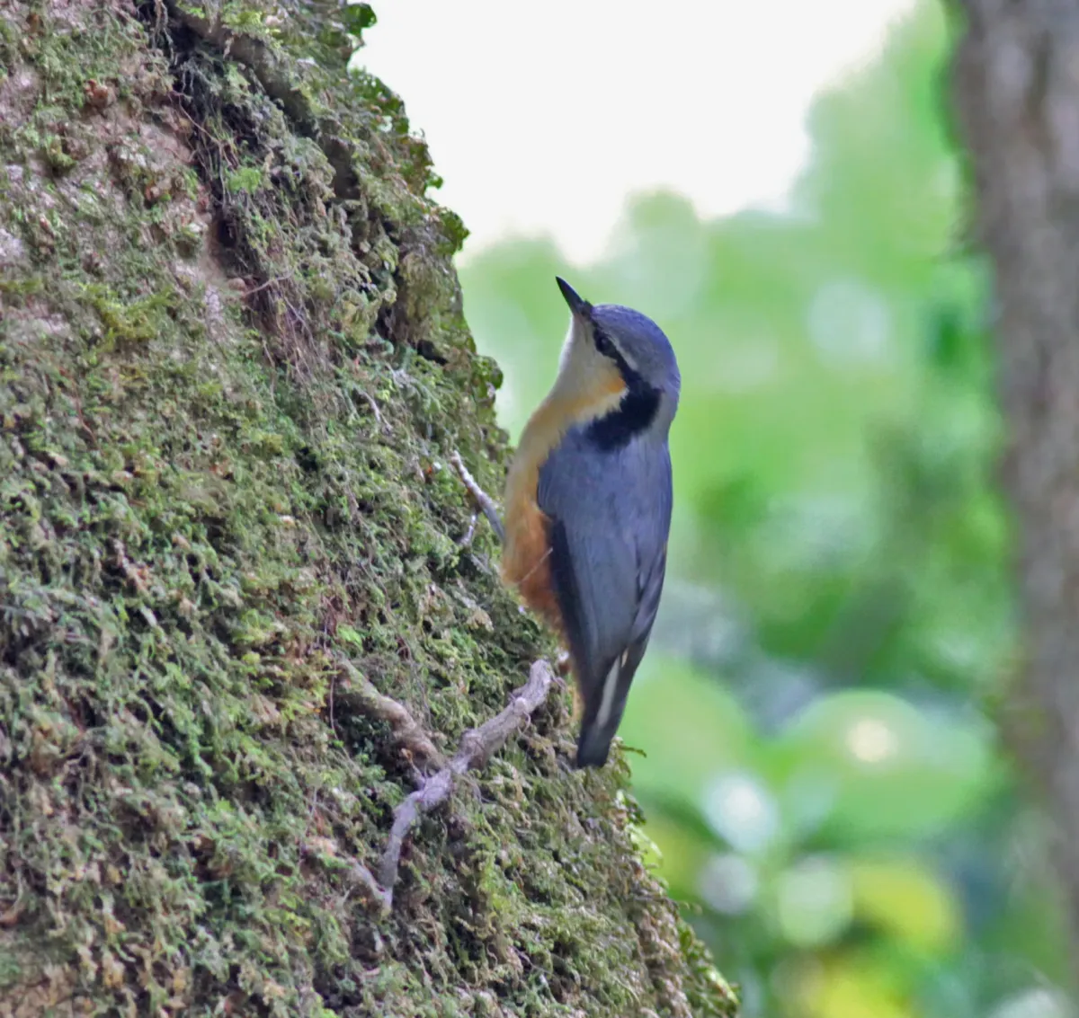 File:Sitta himalayensis (10.3897-BDJ.12.e133721) Figure 16.jpg