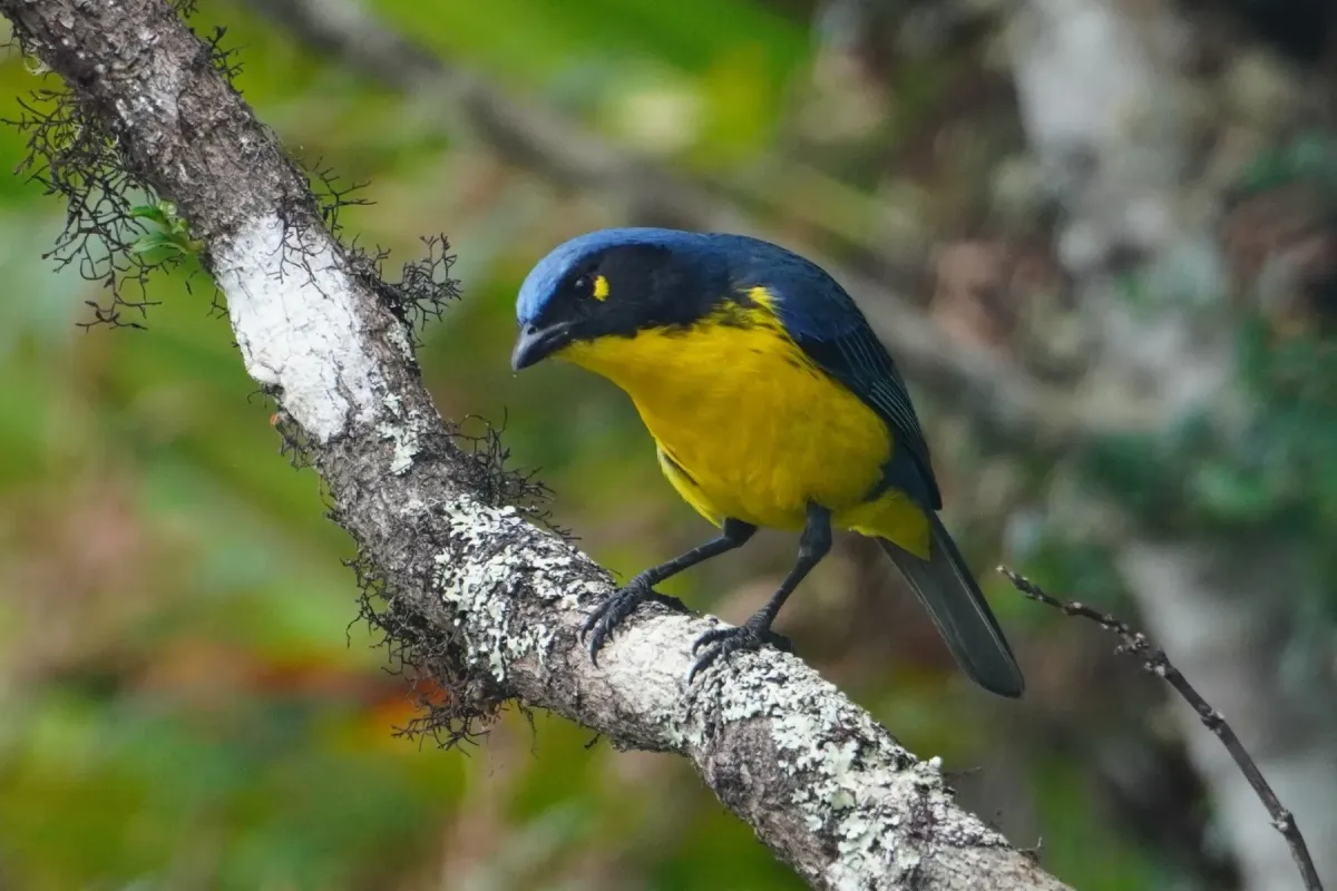 File:Anisognathus melanogenys 468147618.jpg