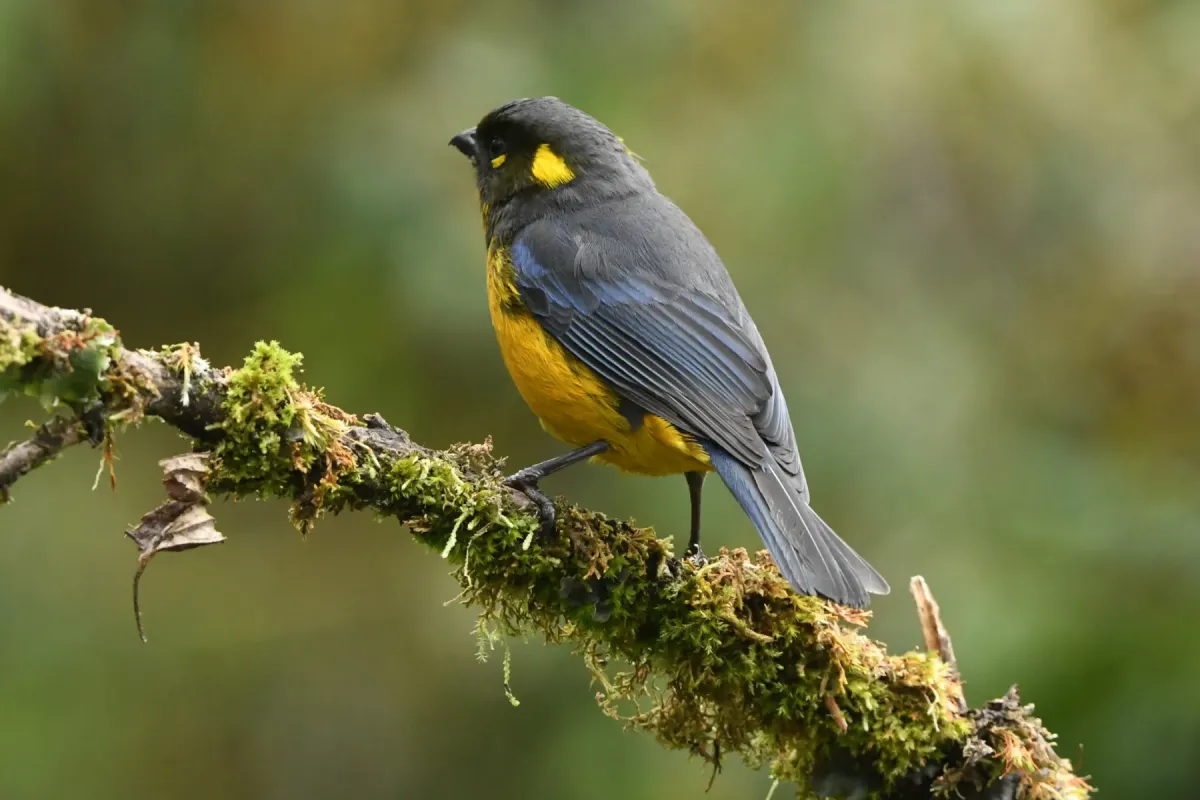 File:Anisognathus lacrymosus 504022372.jpg