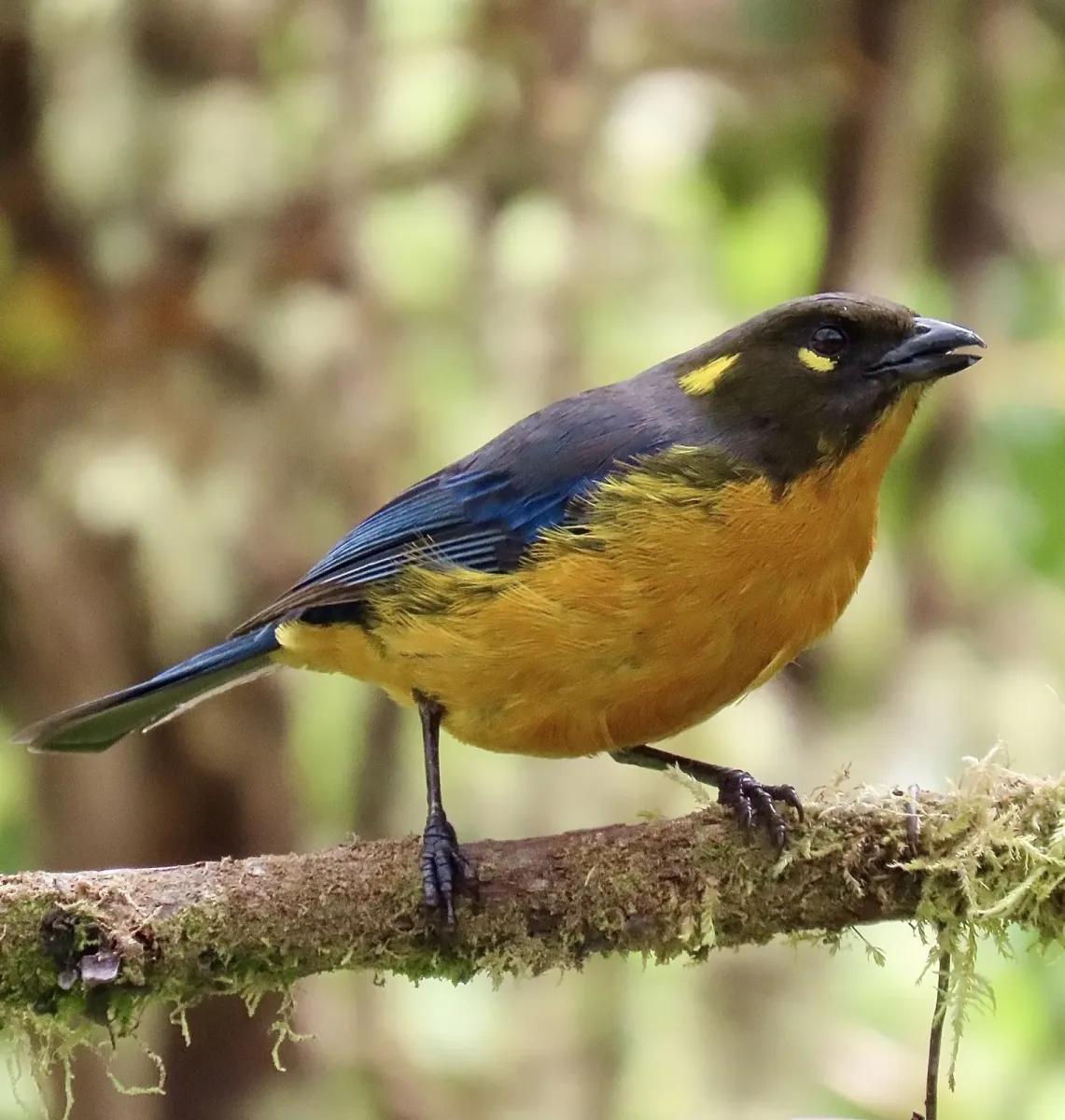 File:Anisognathus lacrymosus 415791287.jpg