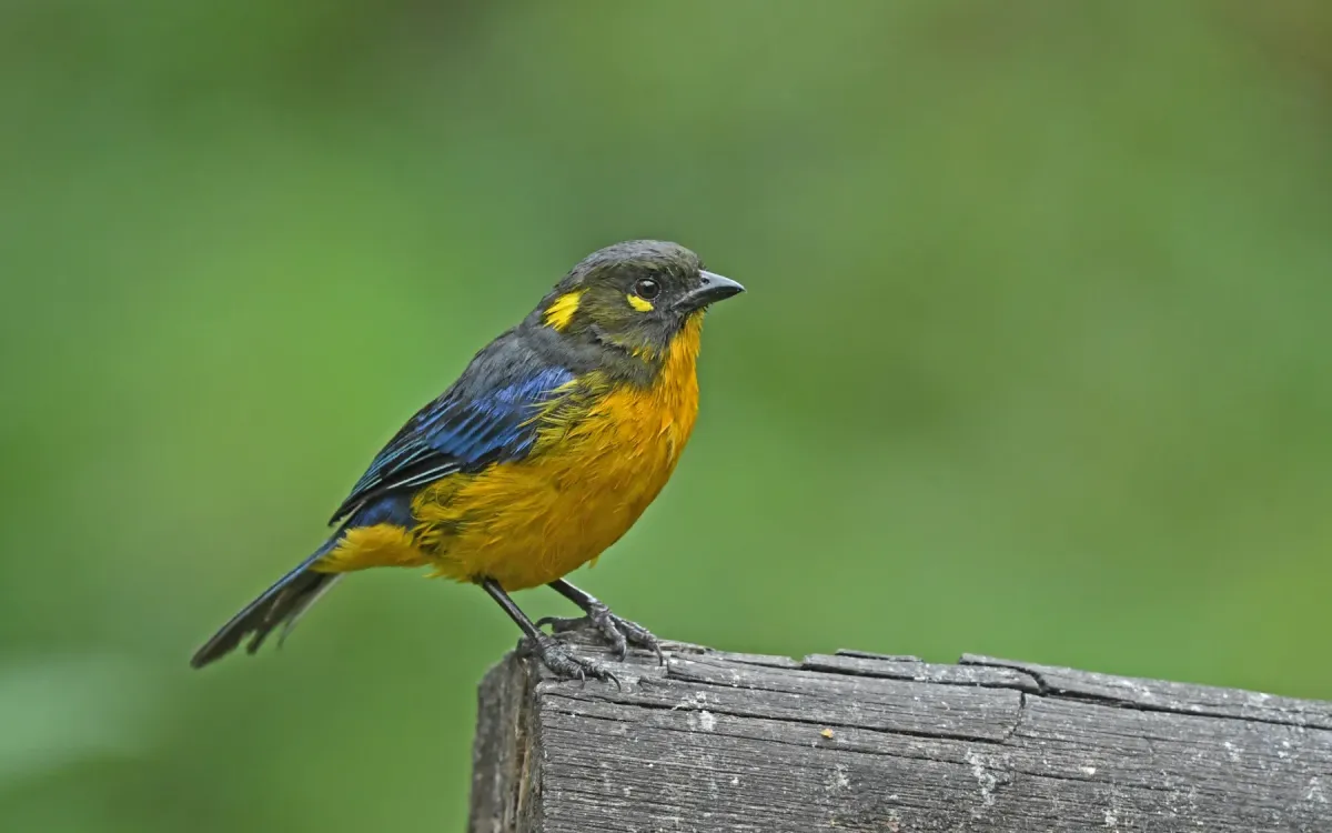 File:Anisognathus lacrymosus 236780108.jpg