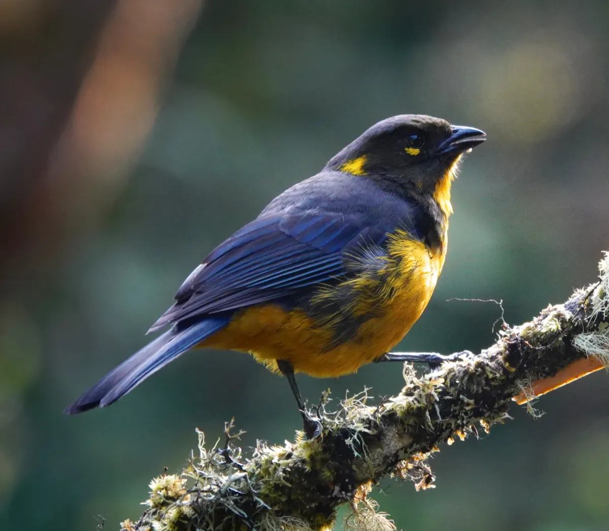 File:Anisognathus lacrymosus 181728999.jpg