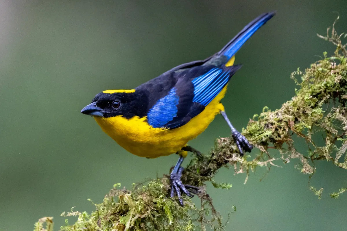 File:Anisognathus somptuosus 351361351.jpg