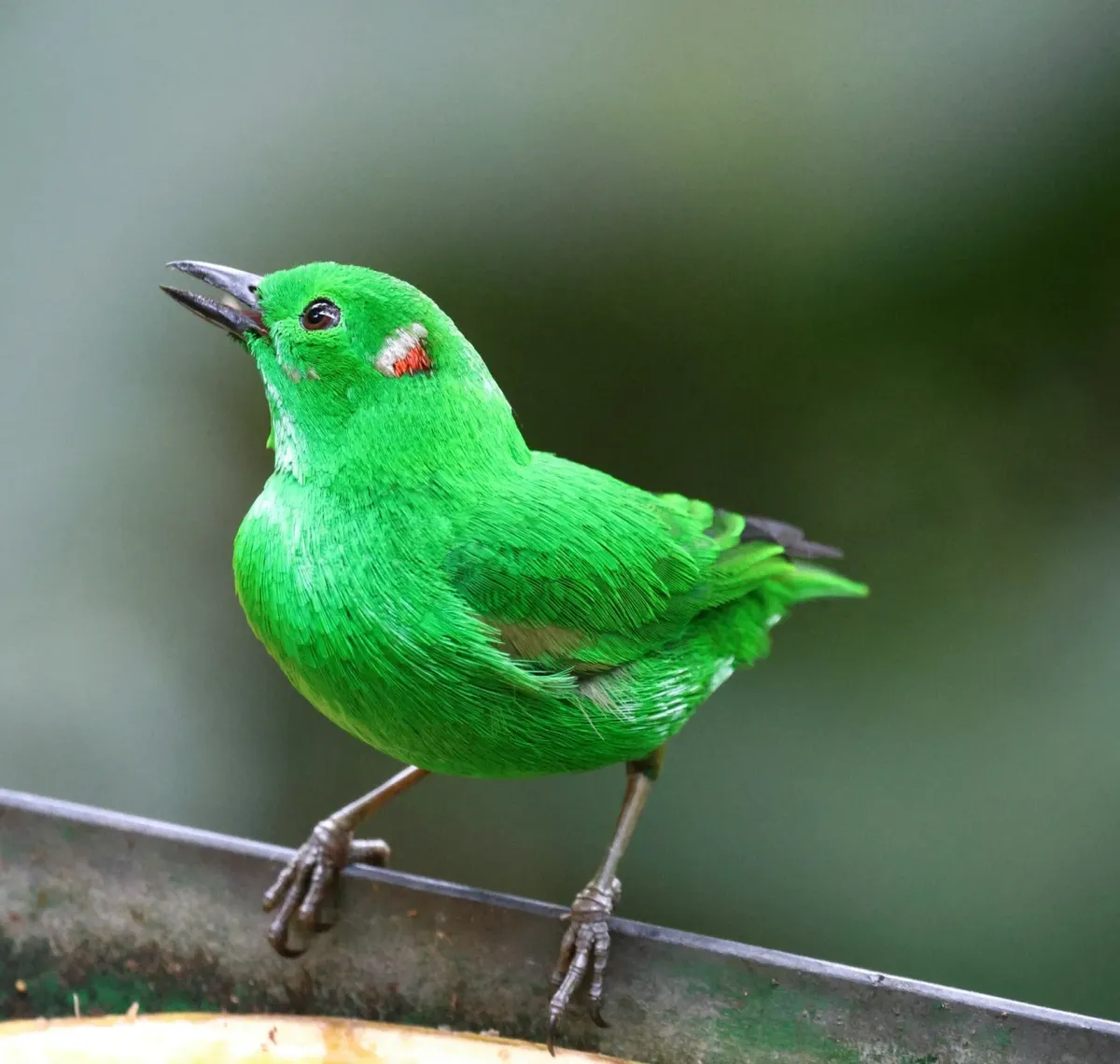 File:Chlorochrysa phoenicotis 459530283.jpg