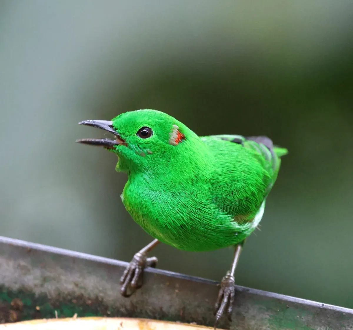 File:Chlorochrysa phoenicotis 459530326.jpg