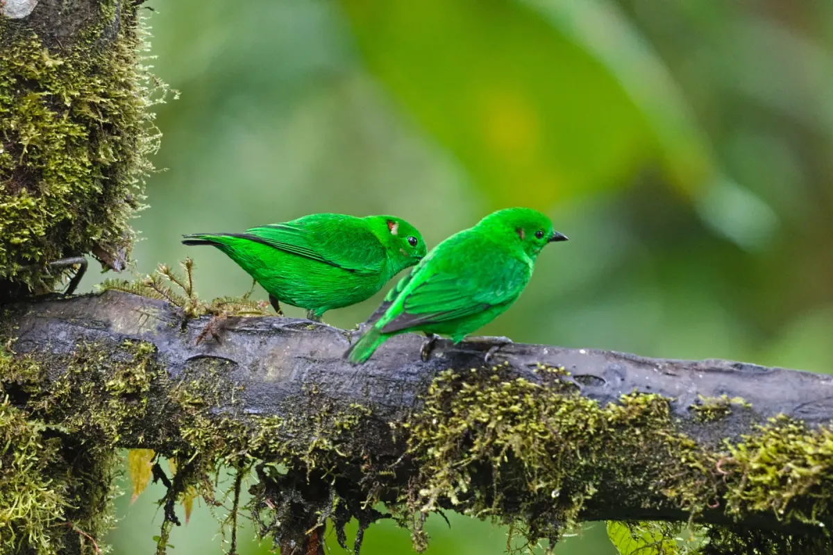 File:Chlorochrysa phoenicotis 382663385.jpg