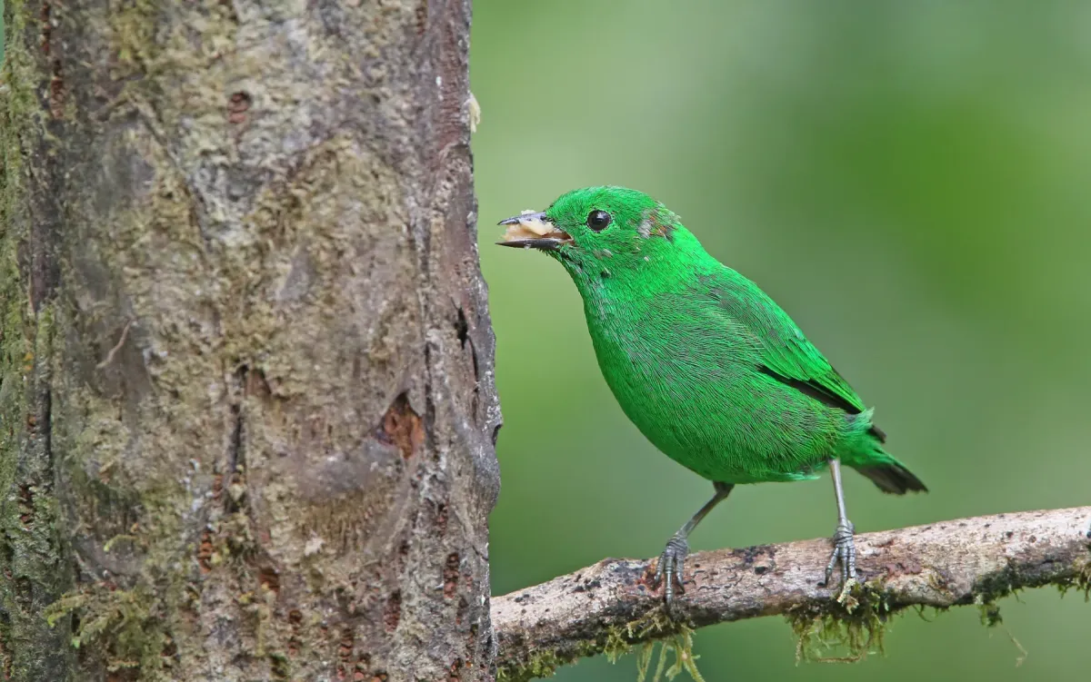 File:Chlorochrysa phoenicotis 104820159.jpg