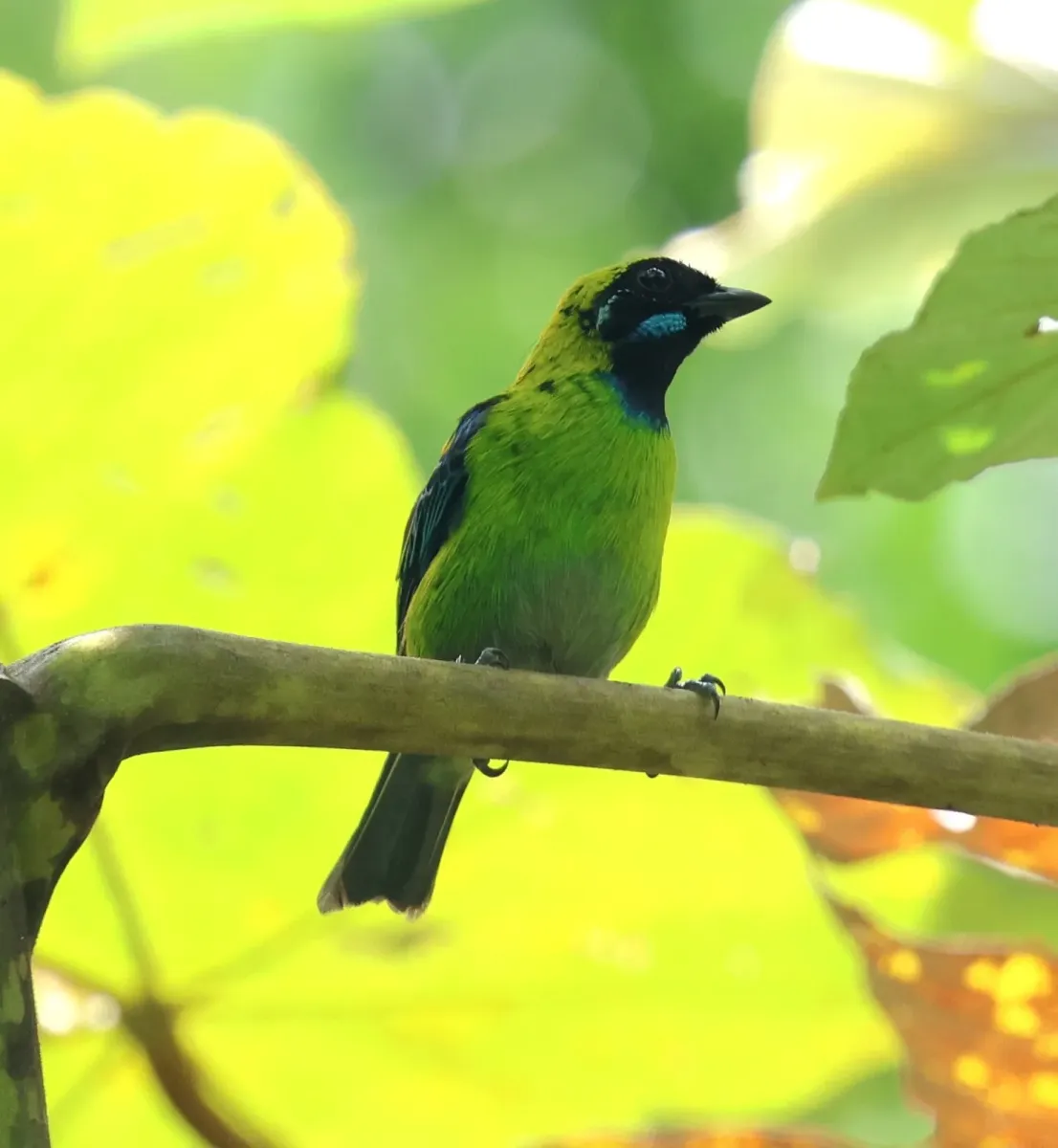 File:Tangara johannae 460557534.jpg