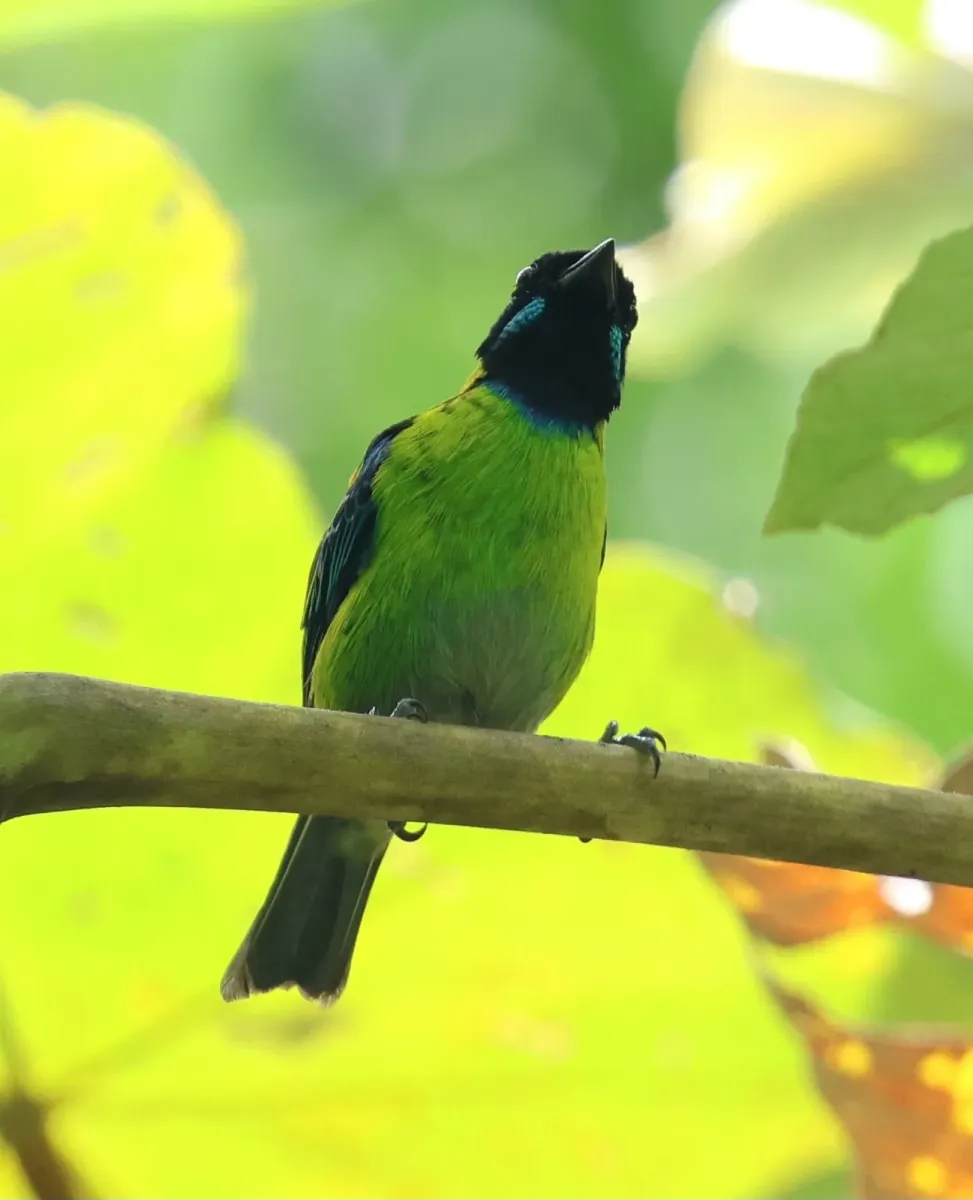 File:Tangara johannae 460557556.jpg