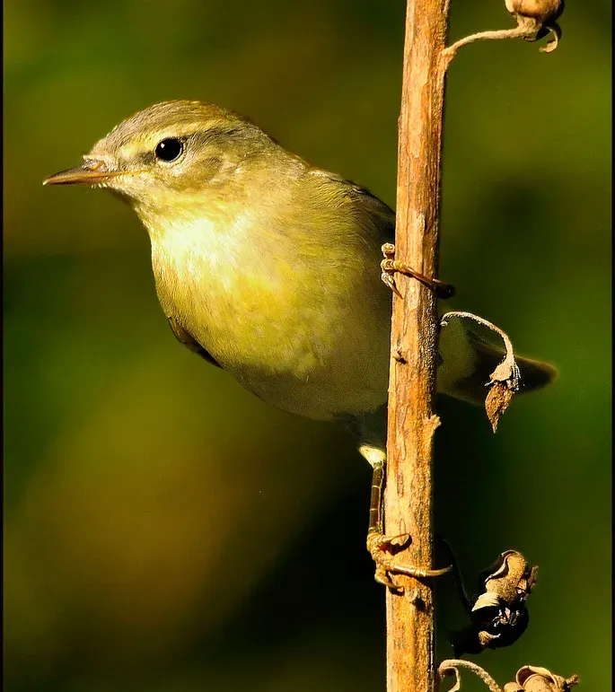 File:Phylloscopus ibericus.jpg