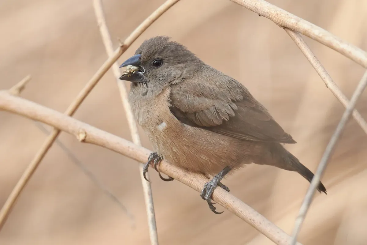 File:Spermestes cucullata 471407805.jpg